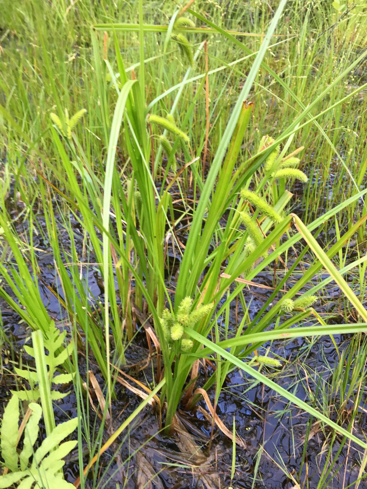 Image of Cyperus Sedge