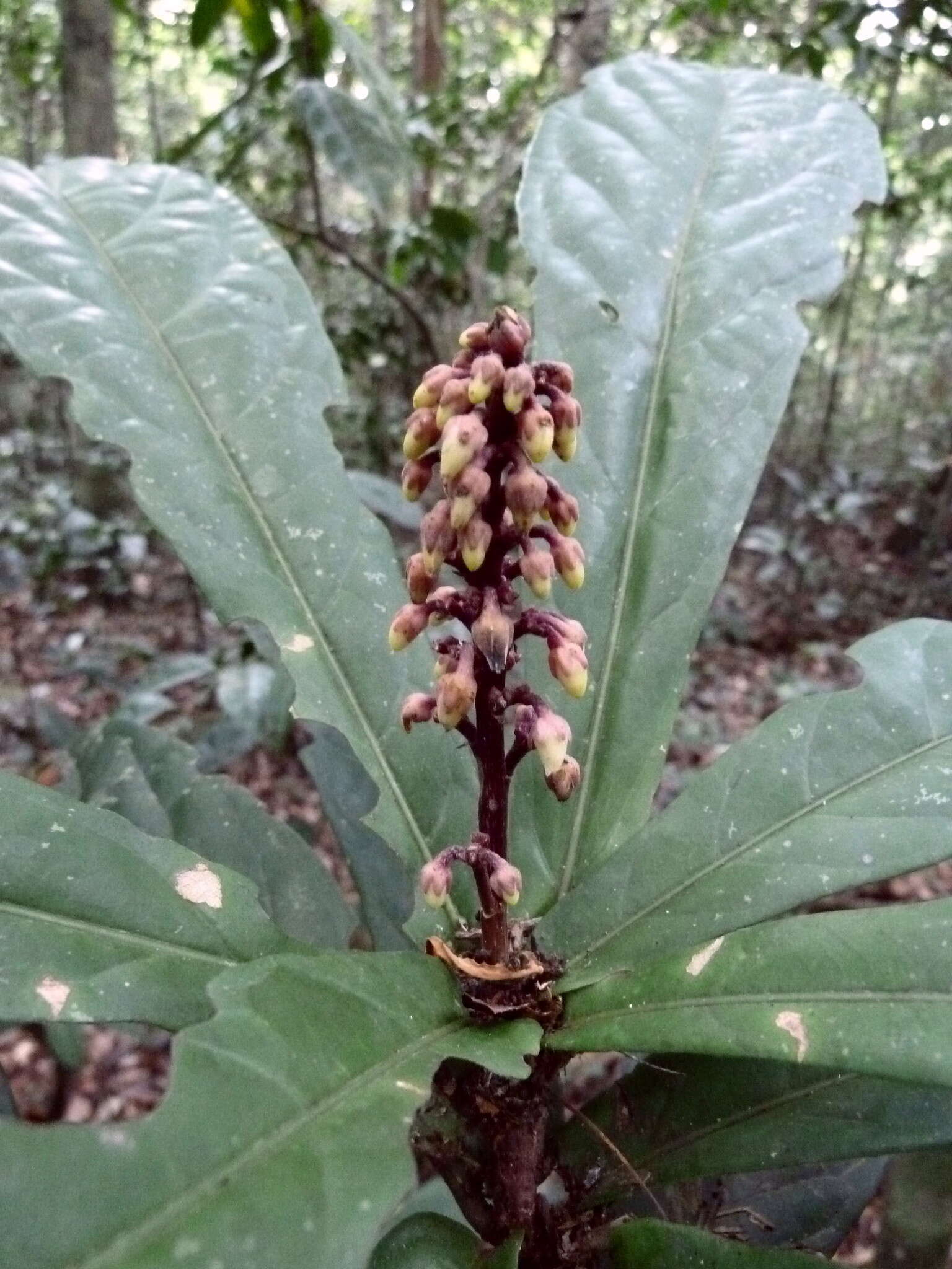 Image of Rinorea liberica Engl.