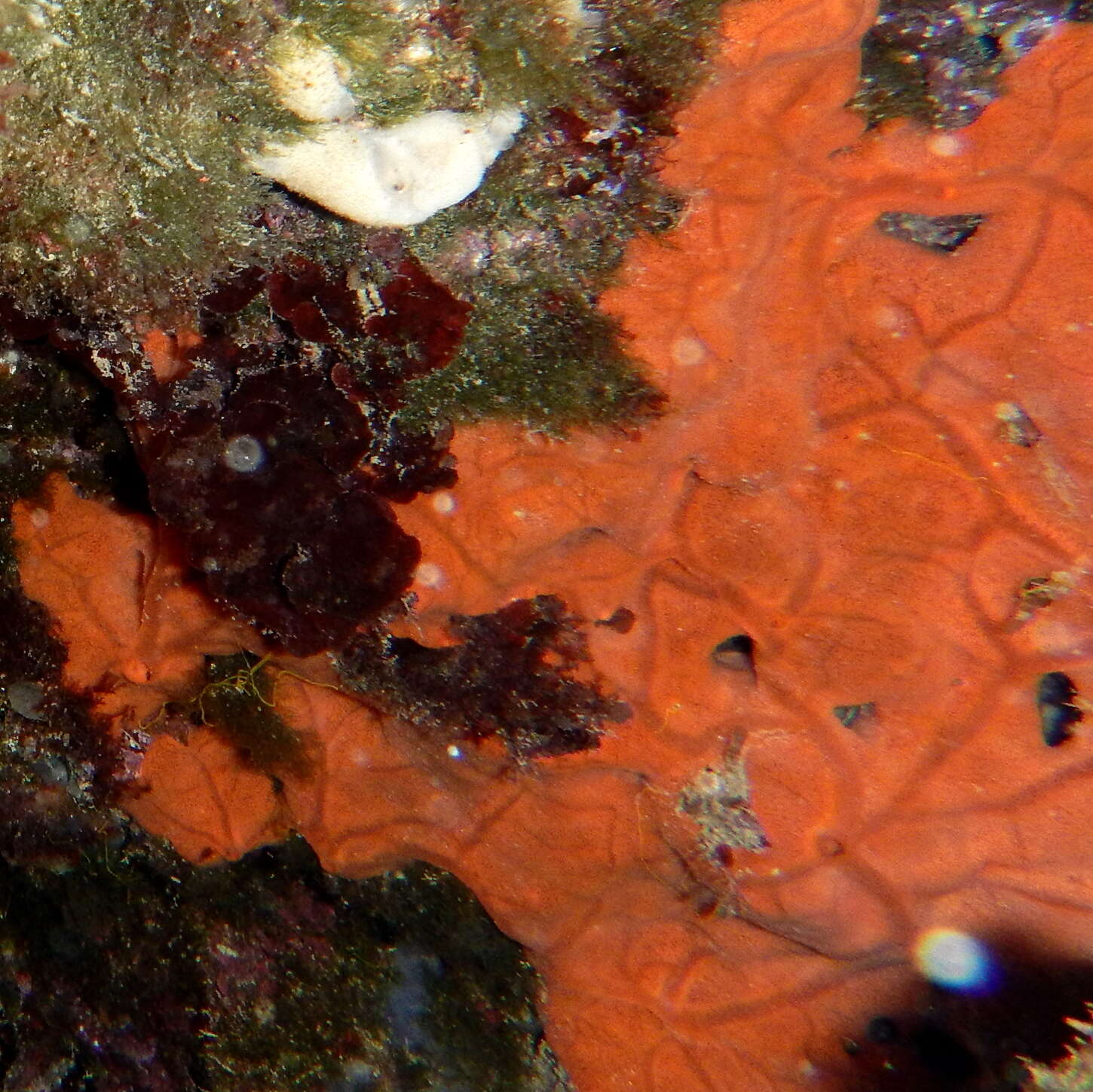 Image of encrusting orange sponge