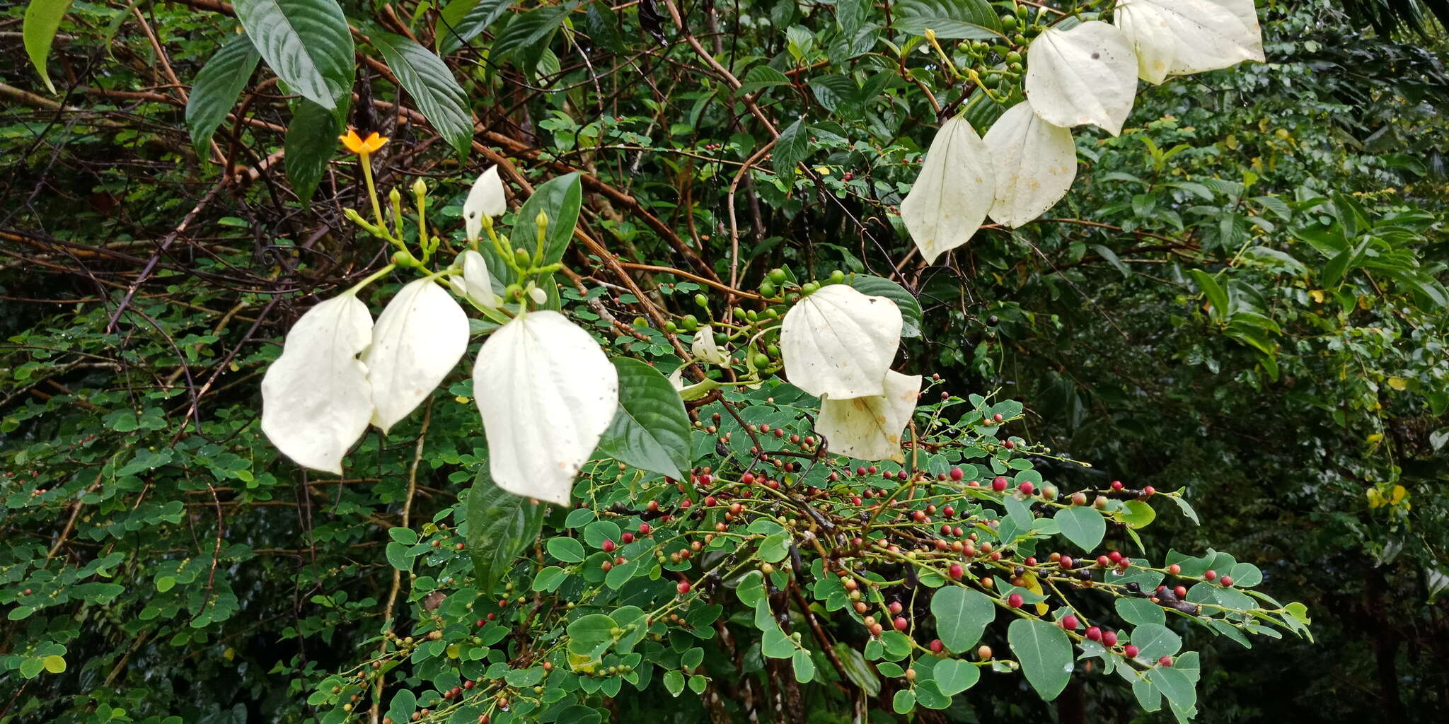 Image of White flag bush