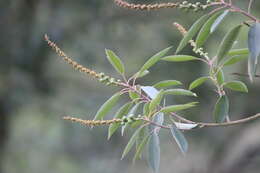 صورة Sapium glandulosum (L.) Morong