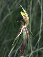 Imagem de Caladenia actensis D. L. Jones & M. A. Clem.