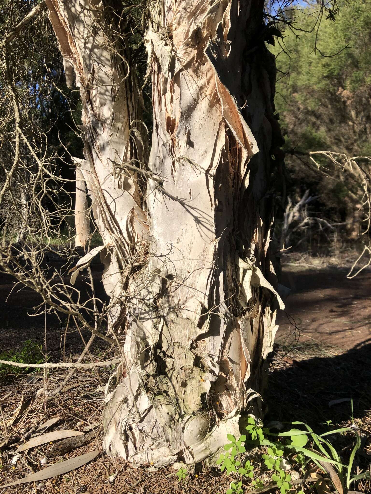 Image of Melaleuca cuticularis Labill.