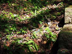 Image of Cantor's rat snake