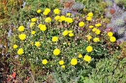 Image of leafy desertdandelion