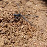 Image of Sydney flatwing