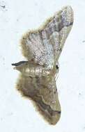 Image of Idaea violacea Hampson 1891