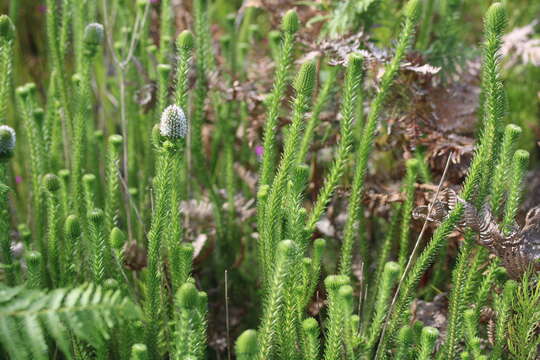 Image of Stilbe albiflora E. Mey.