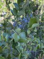 Image of Cedros Island Oak