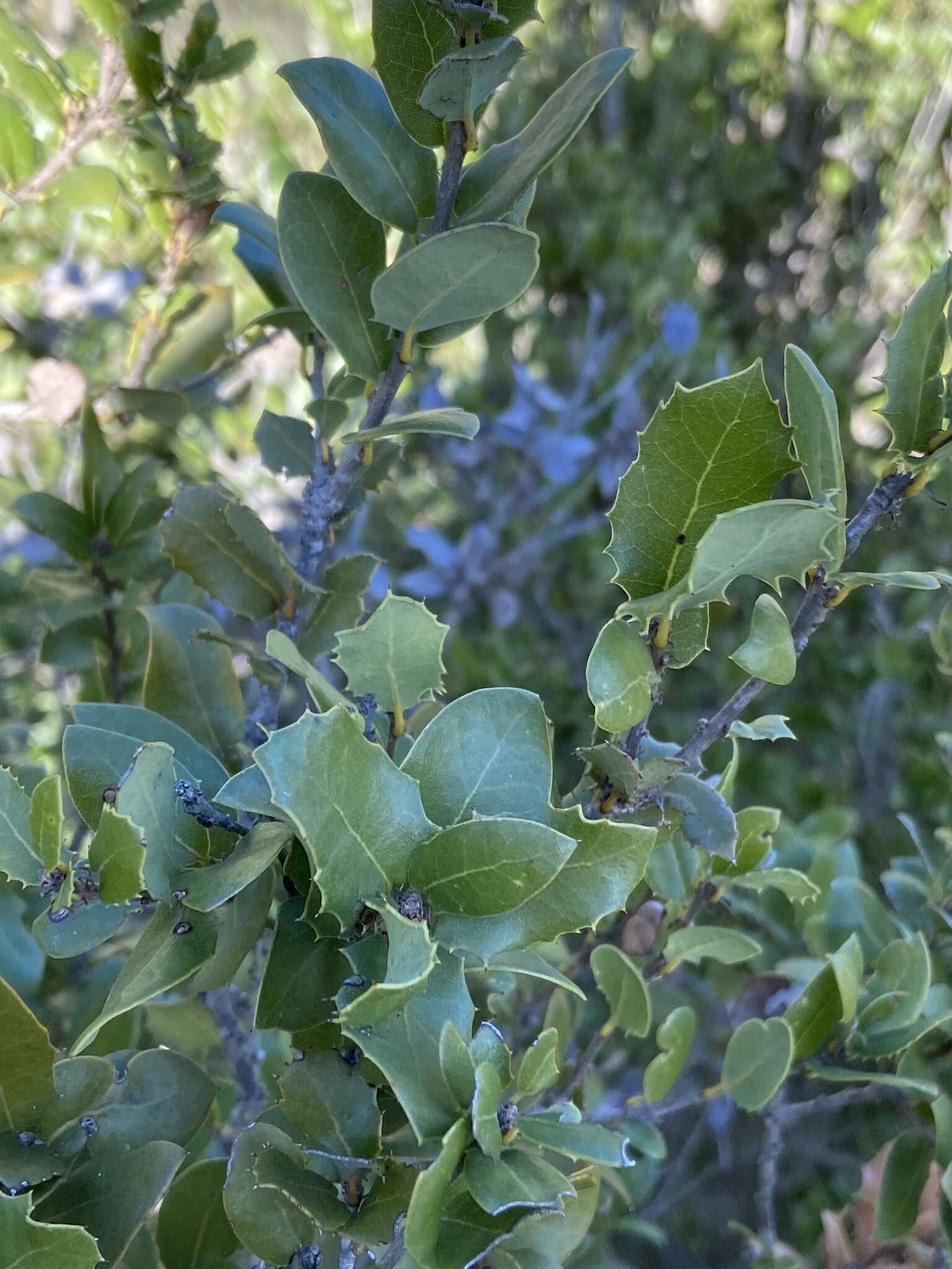 Image of Cedros Island Oak