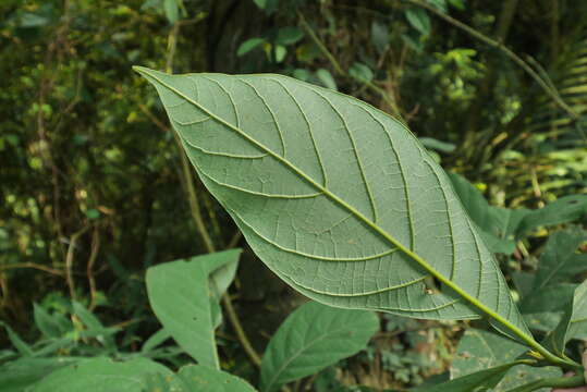 Image of Phoebe formosana (Hayata) Hayata