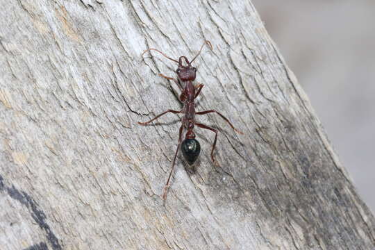 Image of Myrmecia forficata (Fabricius 1787)