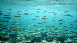 Image of Blue sardine