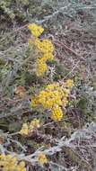 Image of Achillea leptophylla Bieb.