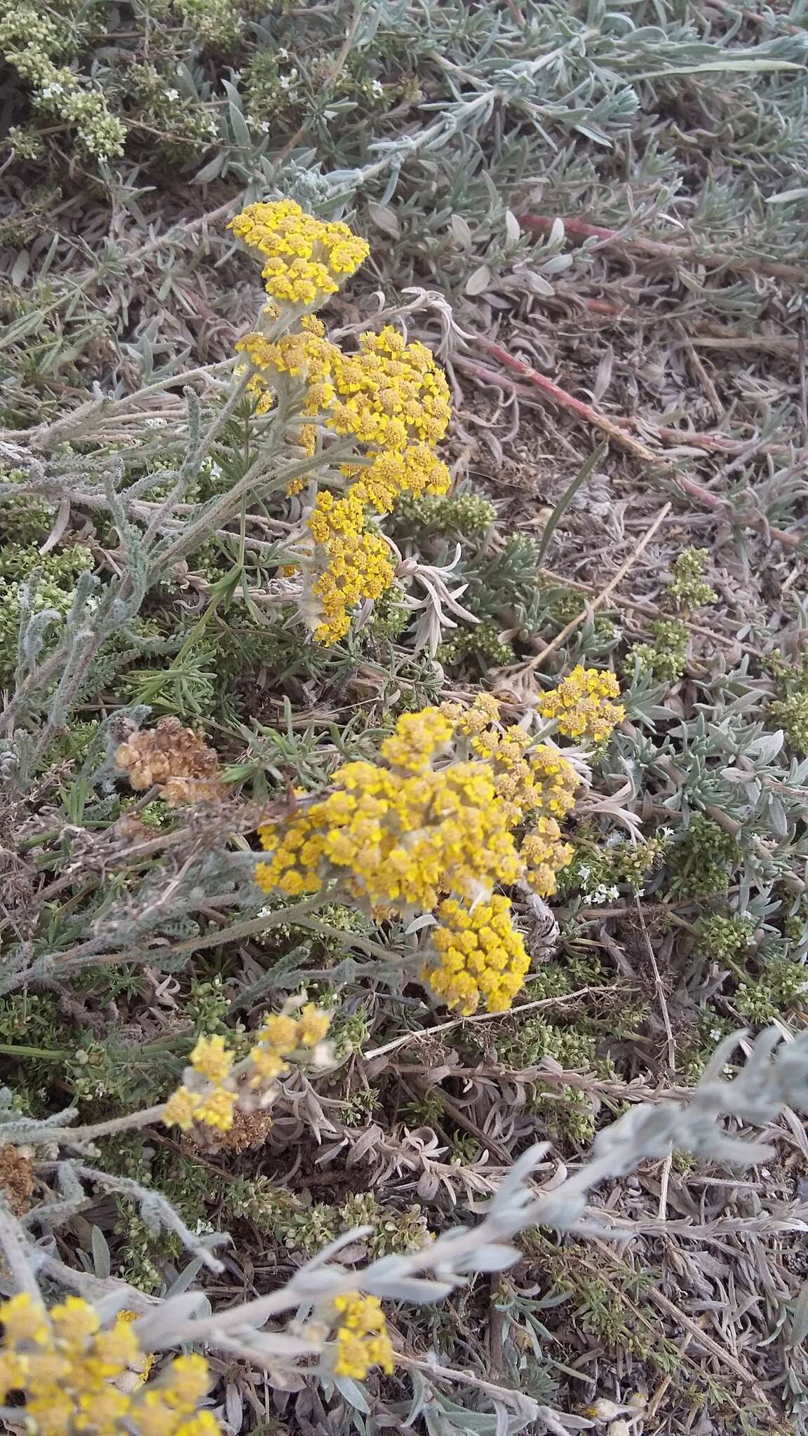 Sivun Achillea leptophylla Bieb. kuva