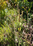 Image of Satyrium bicorne (L.) Thunb.