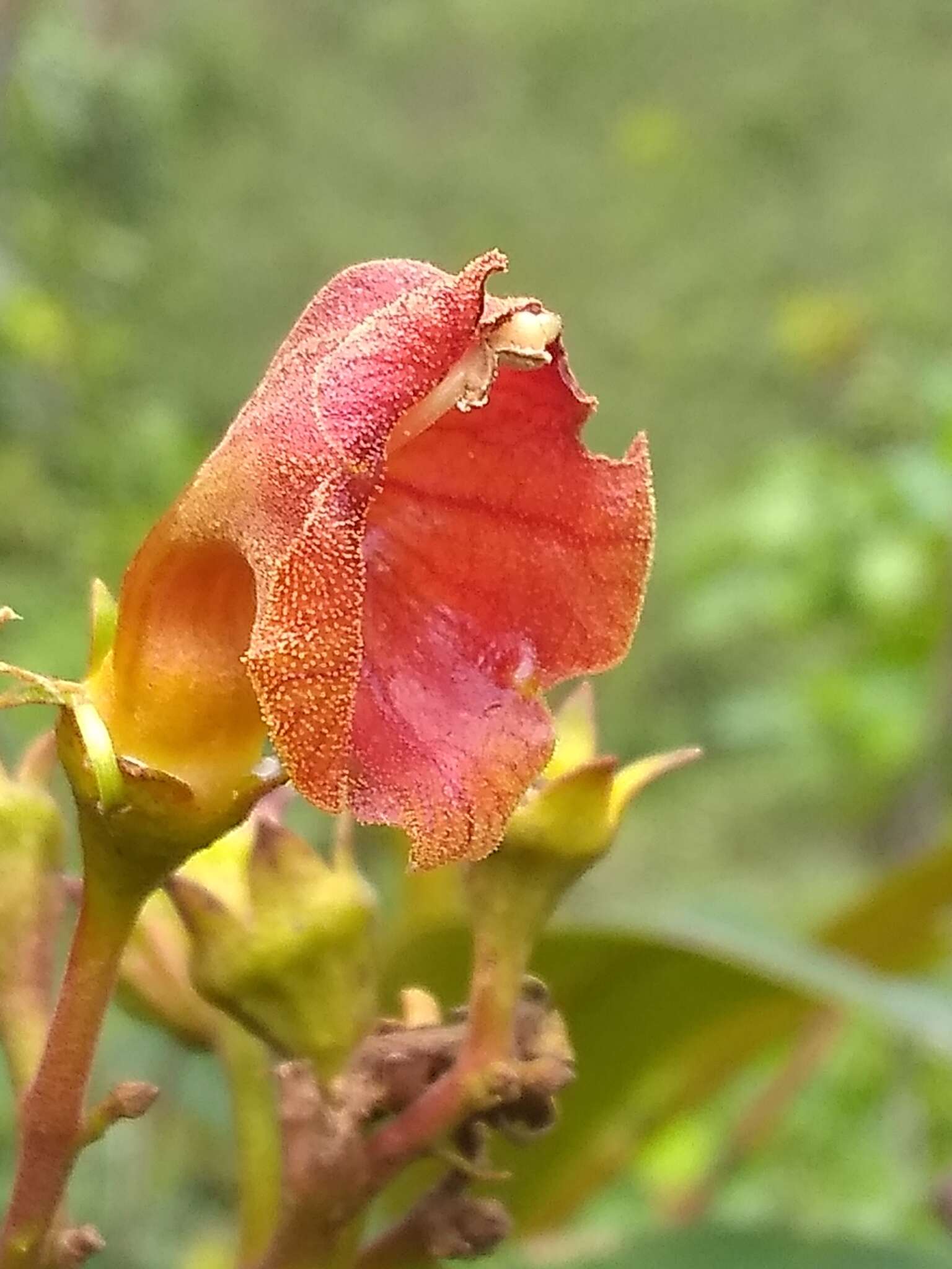 Imagem de Rhytidophyllum bicolor Urb.