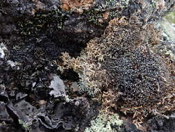 Image of fragile ball lichen