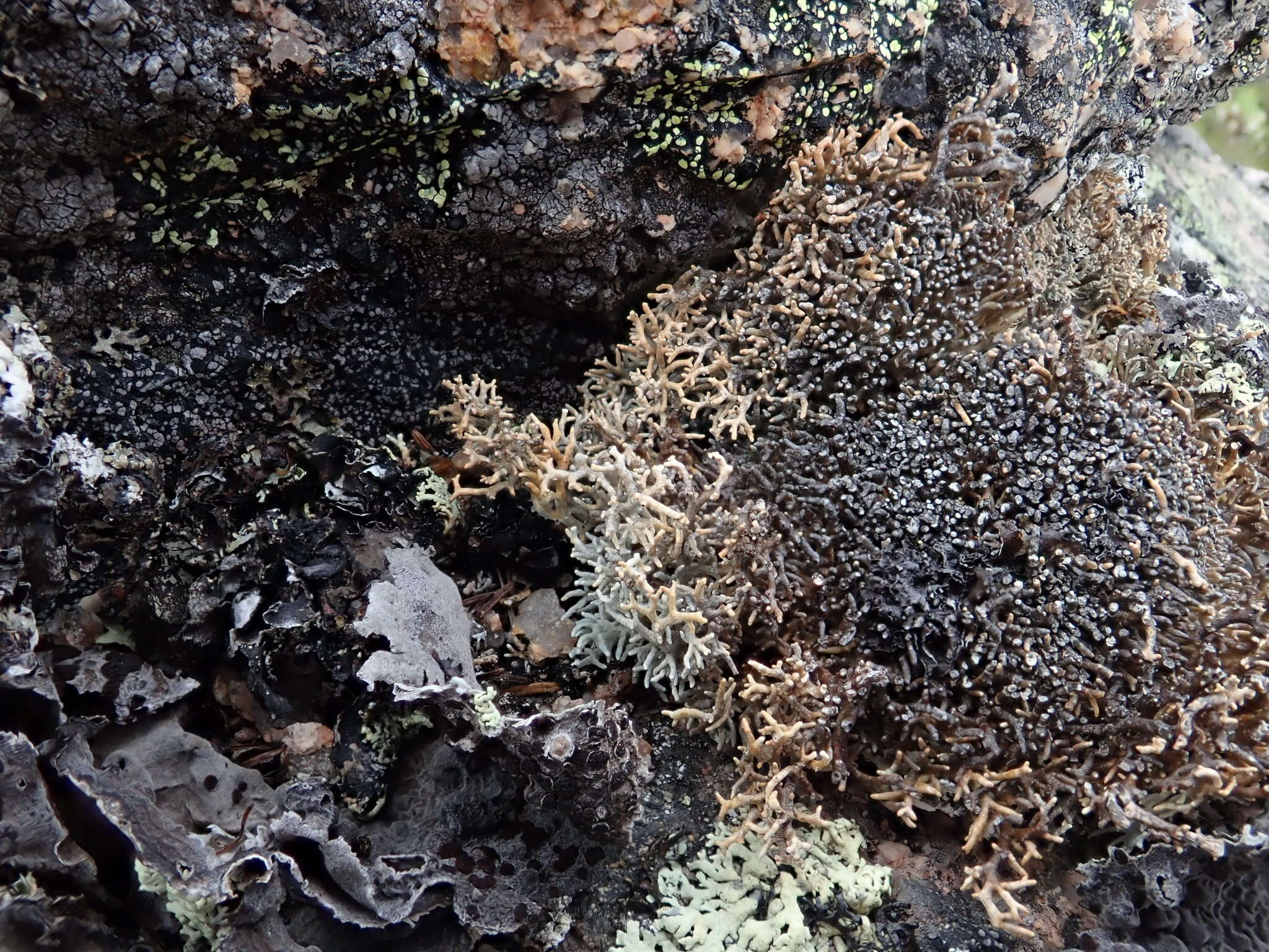 Image of fragile ball lichen