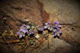 Imagem de Campanula celsii subsp. spathulifolia (Turrill) Phitos