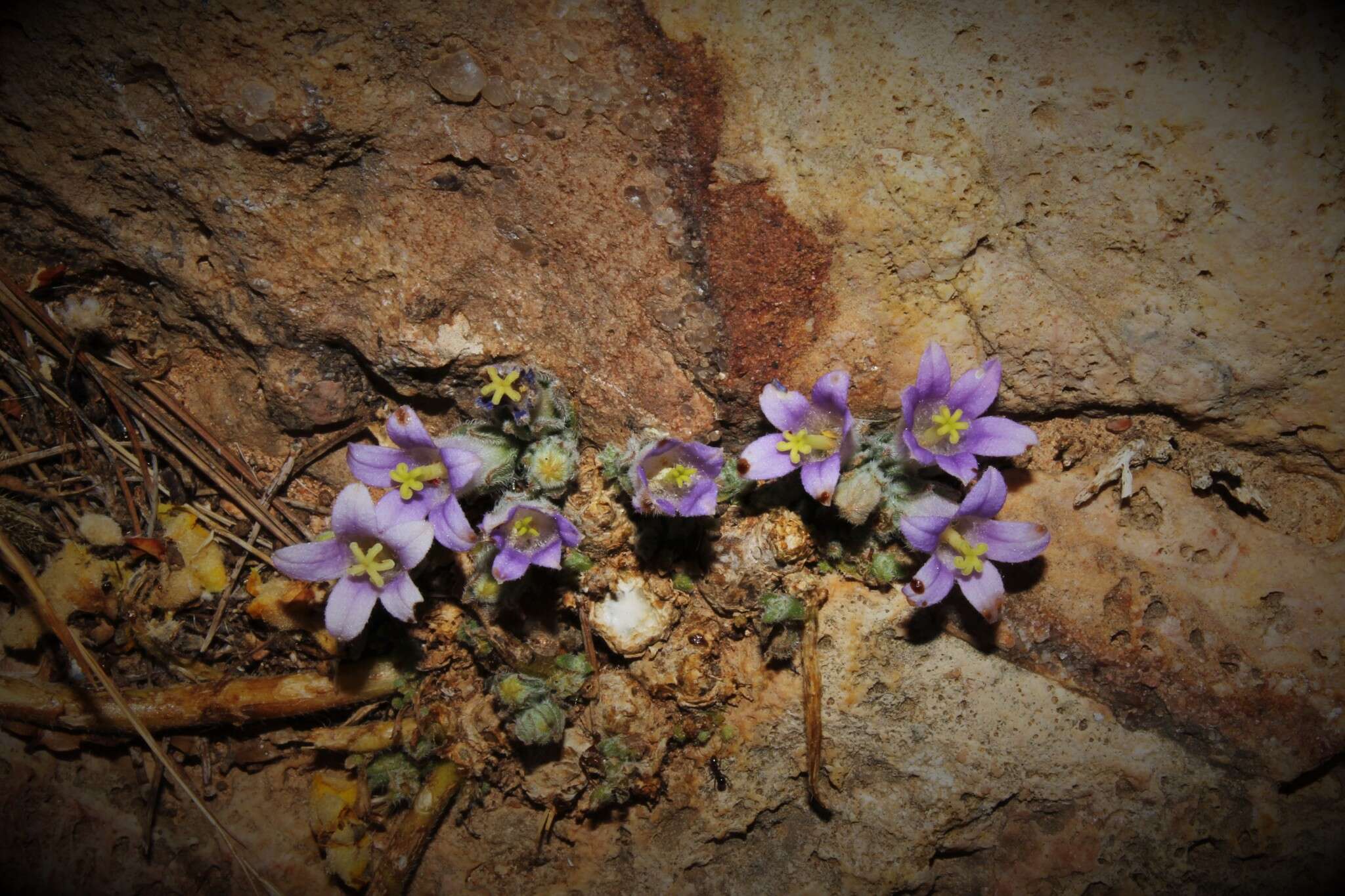 Imagem de Campanula celsii subsp. spathulifolia (Turrill) Phitos