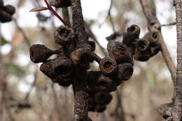 Image of broadleaf peppermint gum