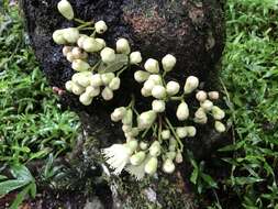 Image of Syzygium cormiflorum (F. Müll.) B. P. M. Hyland