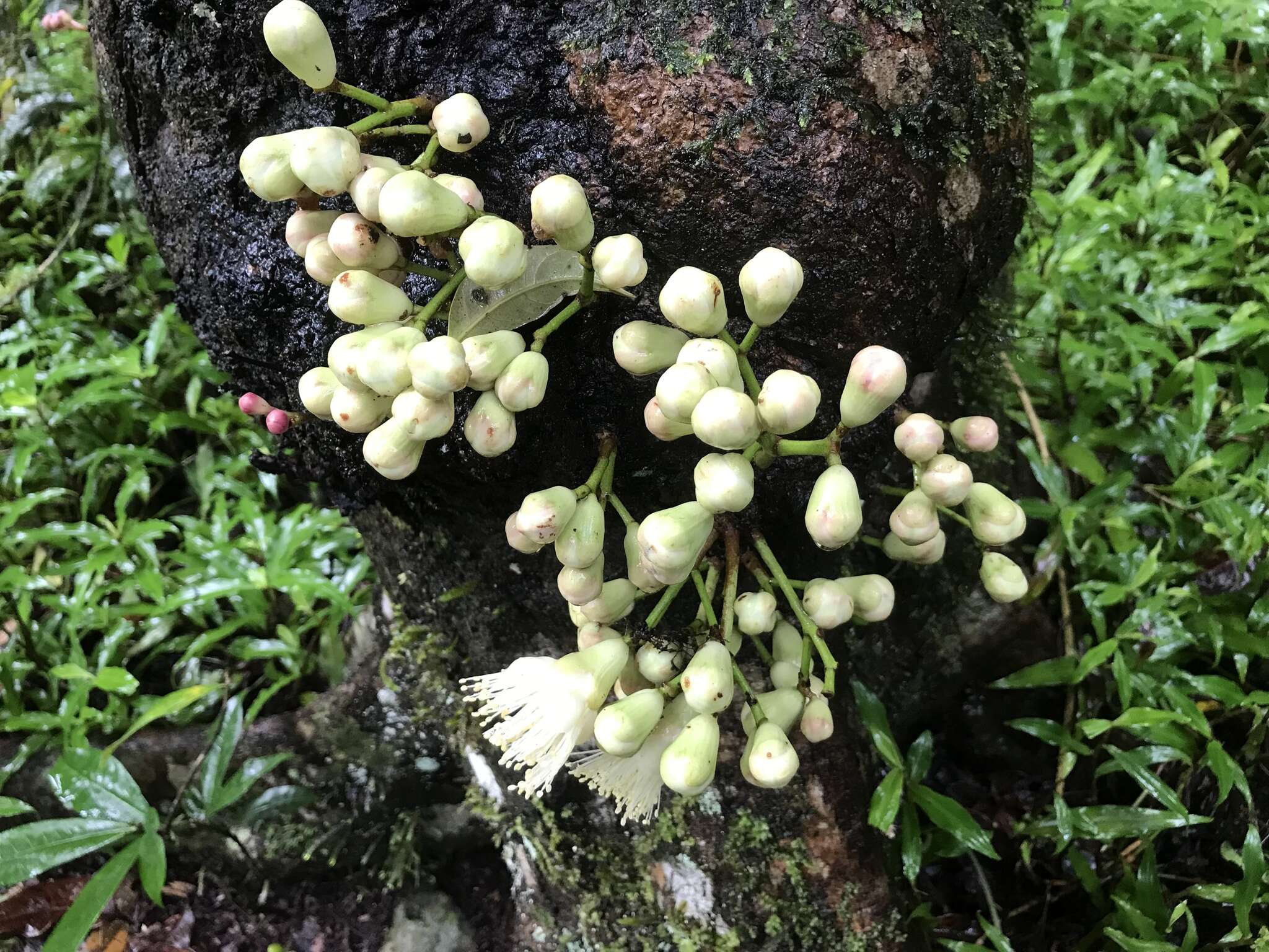 Image of Syzygium cormiflorum (F. Müll.) B. P. M. Hyland