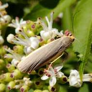 Image of common footman