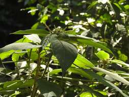 Imagem de Acalypha macrostachya Jacq.