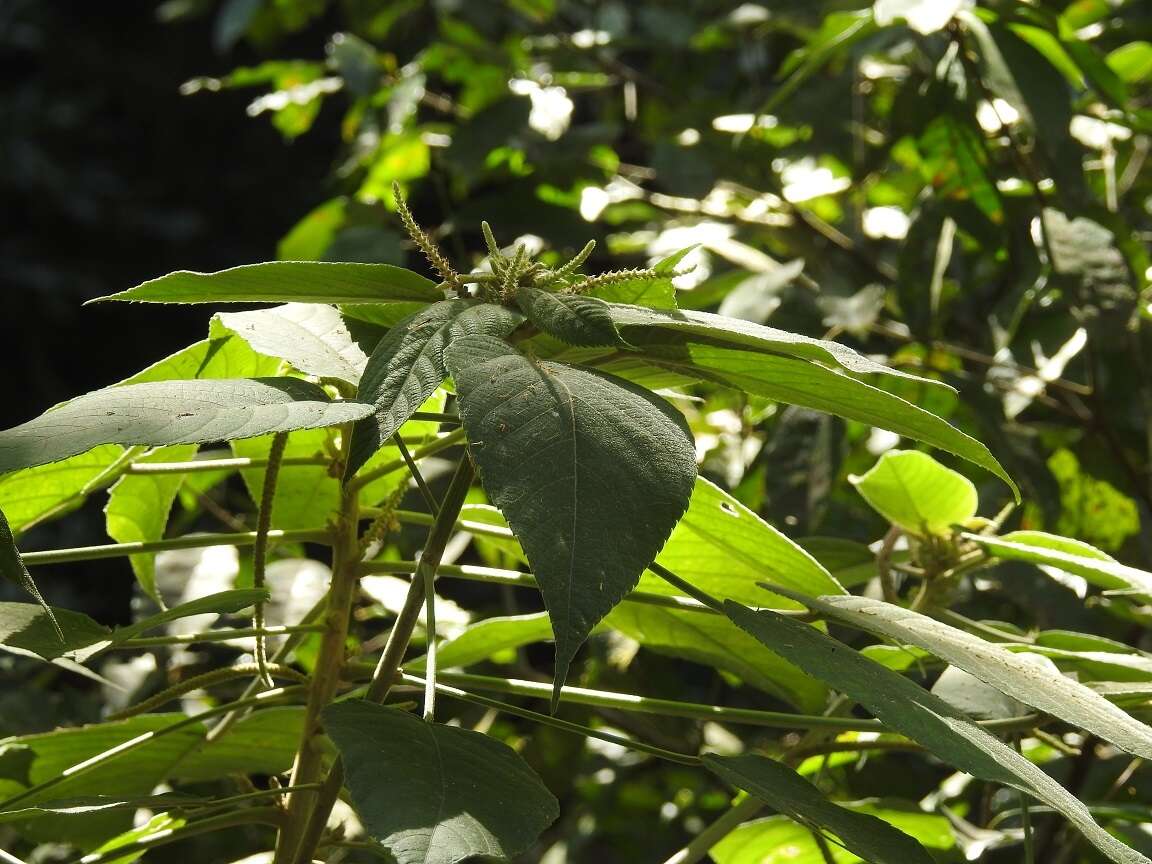 Imagem de Acalypha macrostachya Jacq.