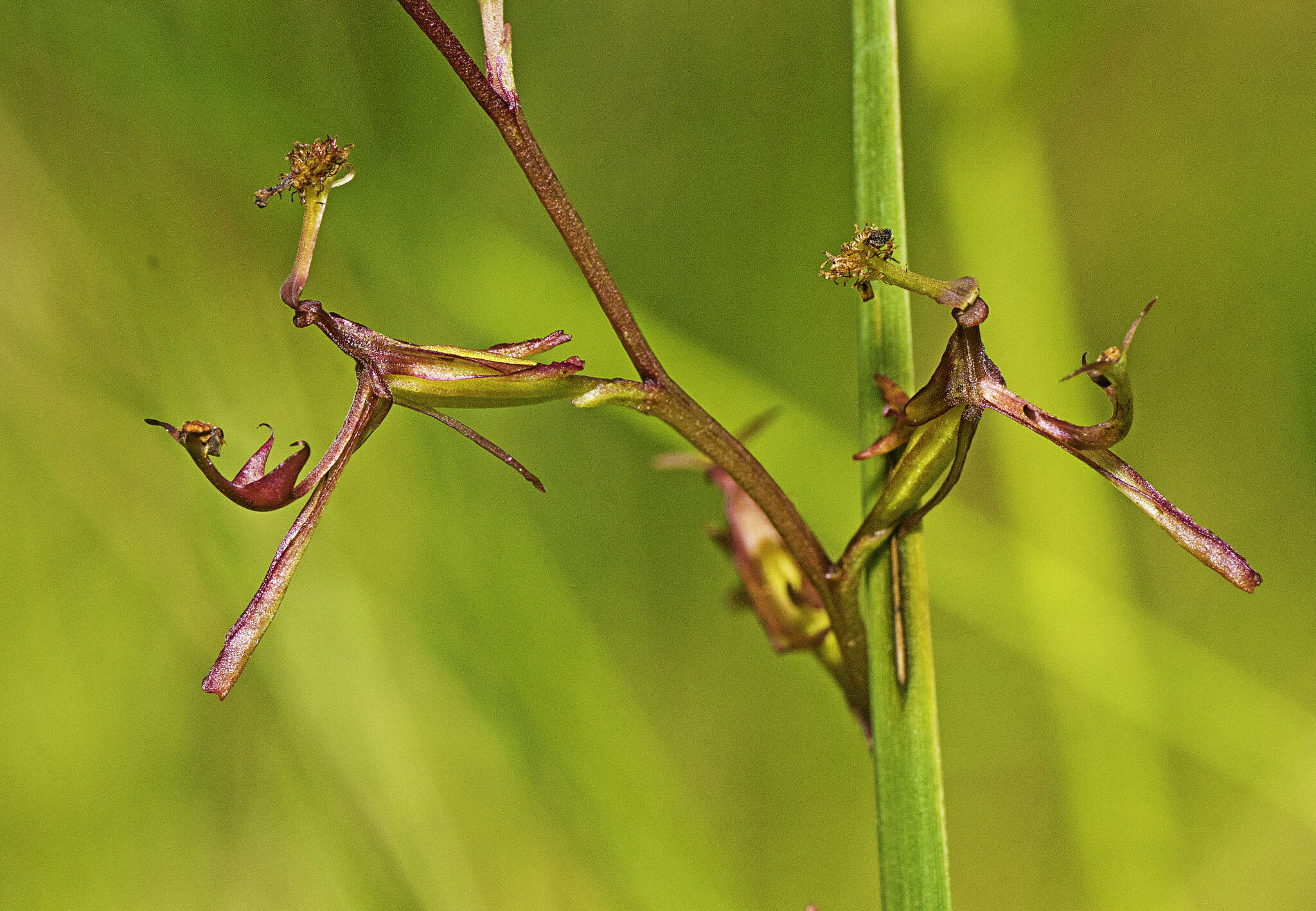 Plancia ëd Arthrochilus prolixus D. L. Jones