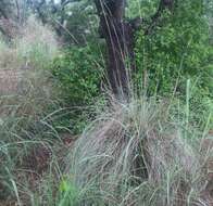 Imagem de Muhlenbergia lindheimeri Hitchc.