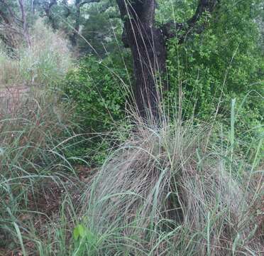 Image of Lindheimer's Muhly