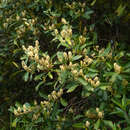 Image of Prunus subcoriacea (Chod. & Hassl.) Koehne