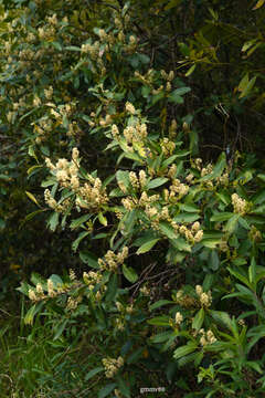 Слика од Prunus subcoriacea (Chod. & Hassl.) Koehne