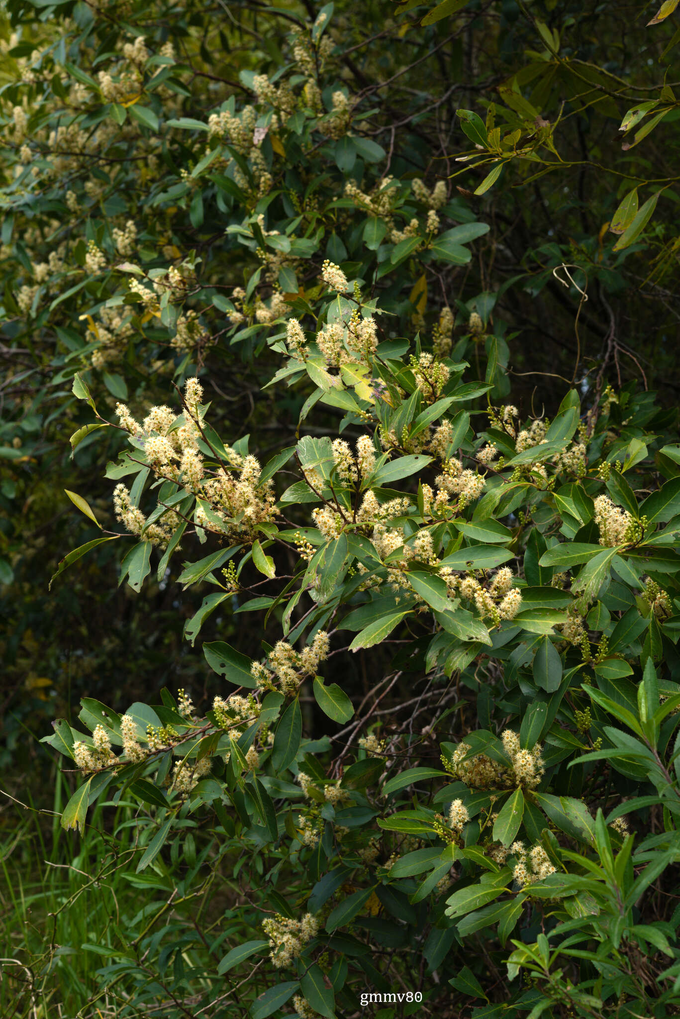 Image of Prunus subcoriacea (Chod. & Hassl.) Koehne