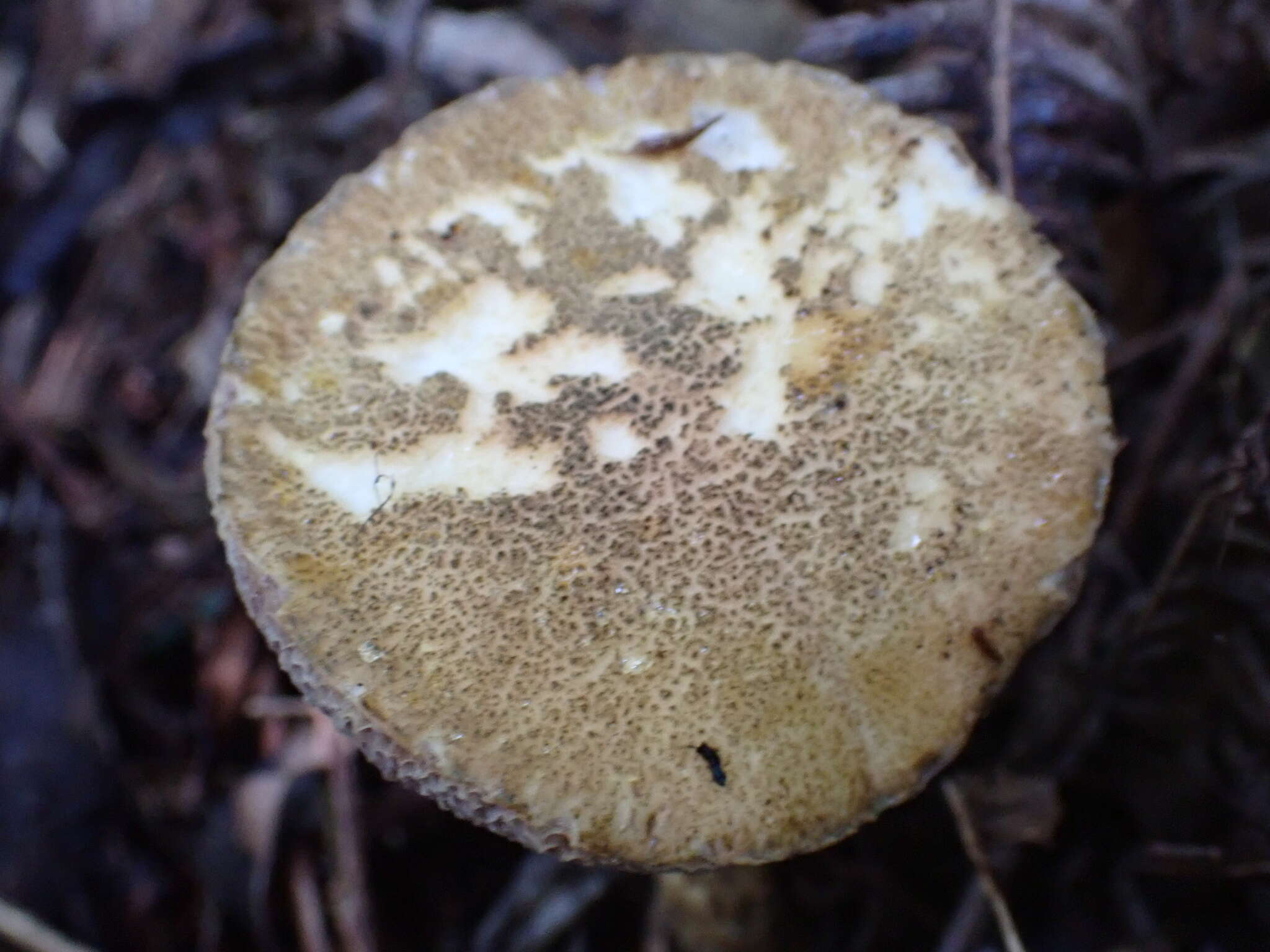 Image of Austroboletus subvirens (Hongo) Wolfe 1980