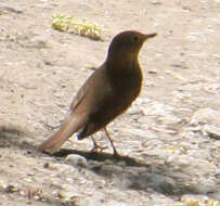 Image of Swainson's Thrush