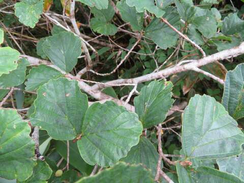 Imagem de Hamamelis japonica Sieb. & Zucc.