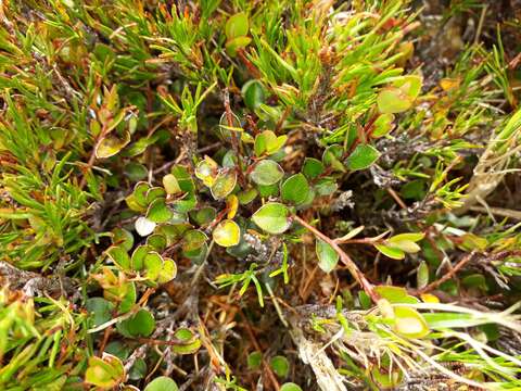 Image of Myrsine nummularia (Hook. fil.) Hook. fil.