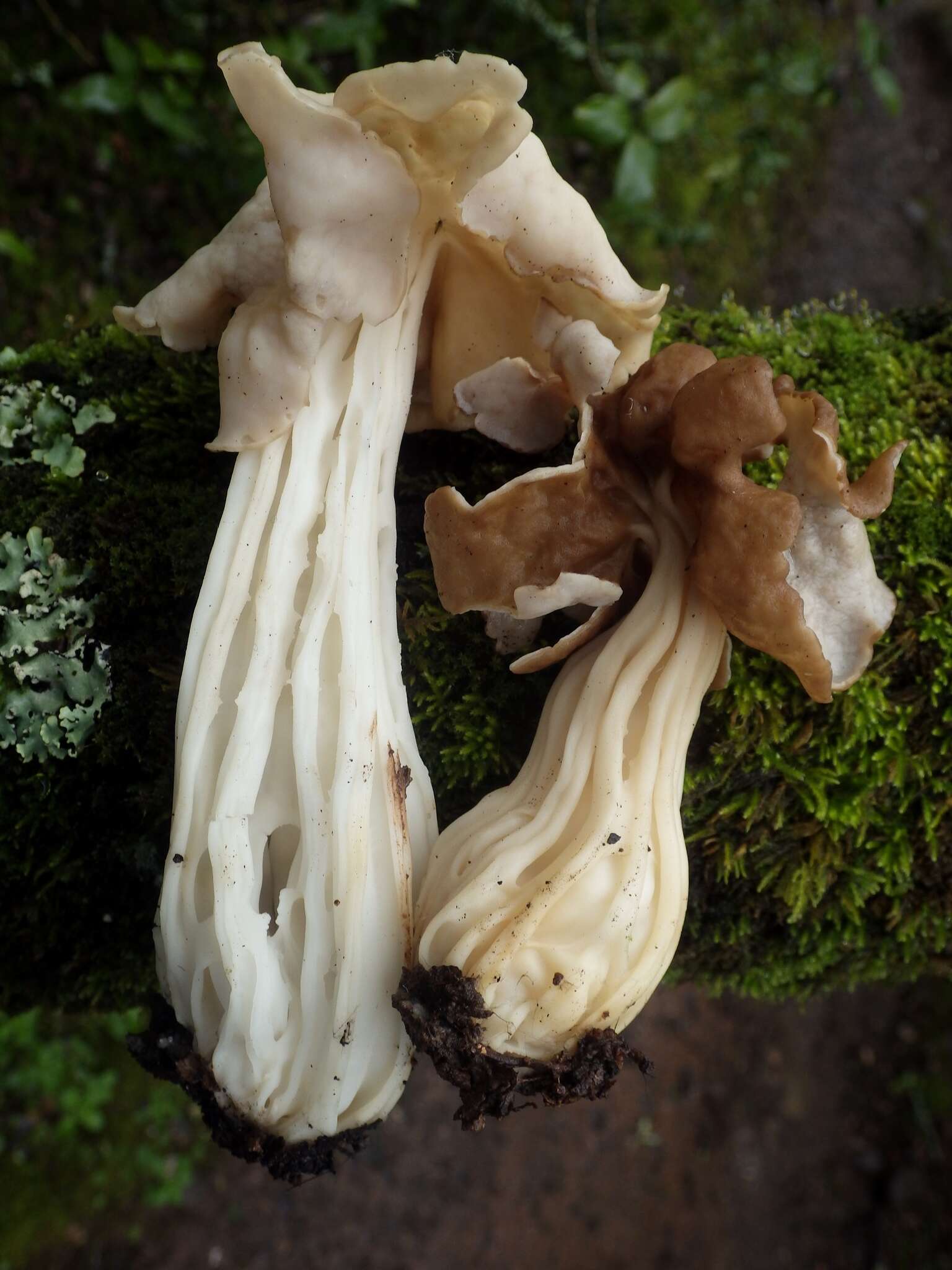 Image of Helvella fusca Gillet 1879