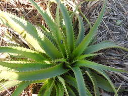 Eryngium horridum Malme resmi