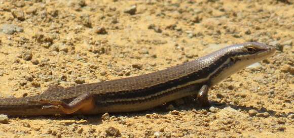 Image of Trachylepis depressa (Peters 1854)