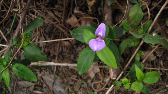 Image of Dicliptera tinctoria