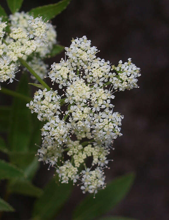 Scandia rosifolia (Hook.) J. W. Dawson resmi