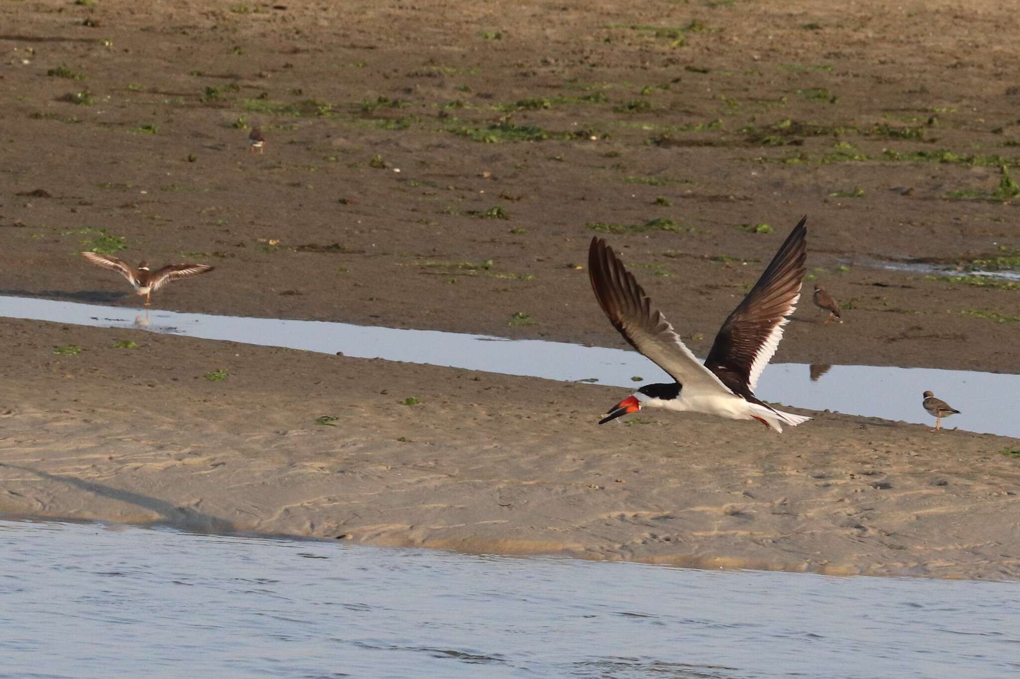 Image de Rynchops niger niger Linnaeus 1758