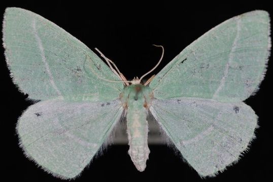 Image of <i>Chlorosea nevadaria</i> Packard 1873