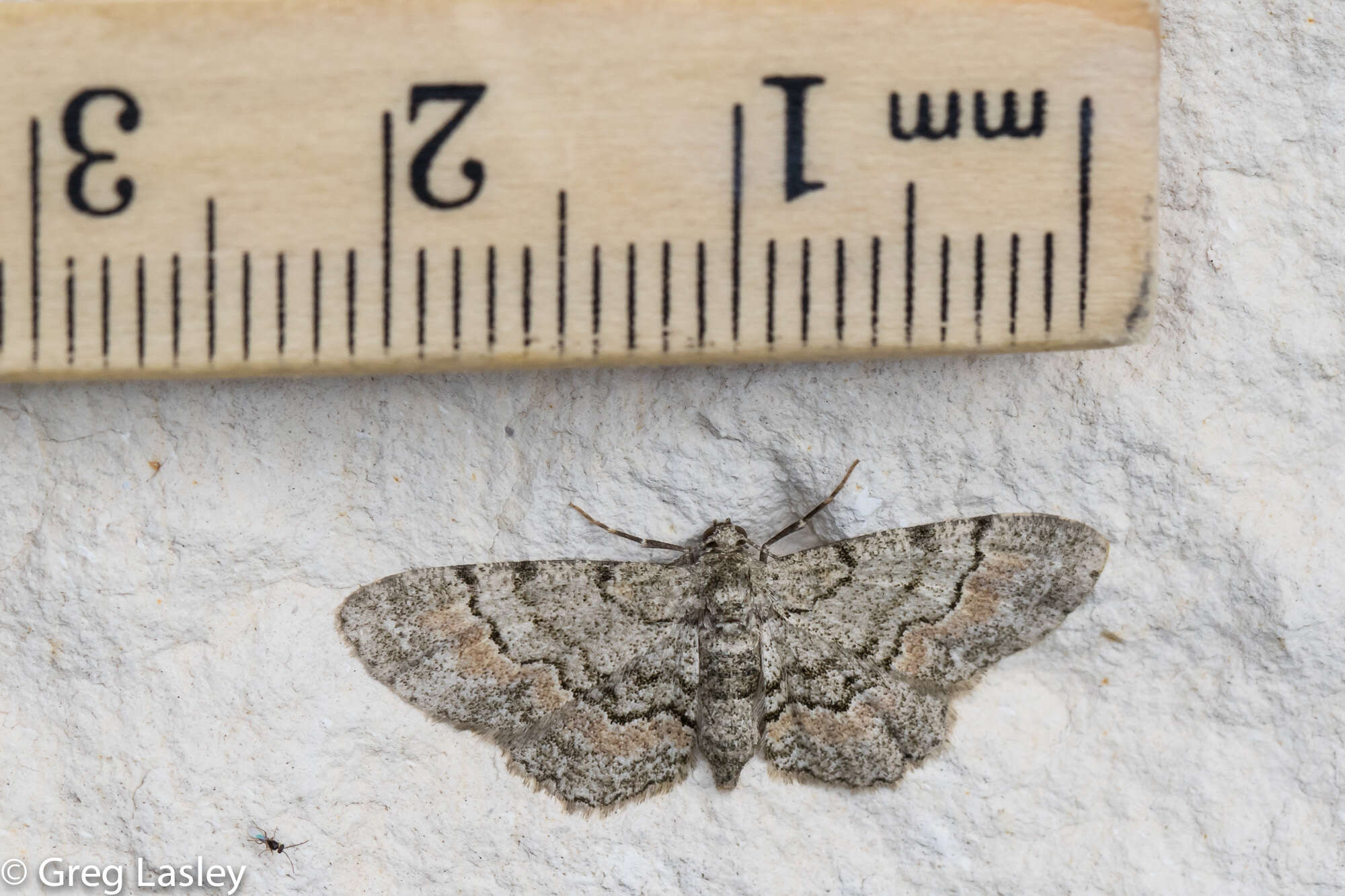 Image of Texas Gray Moth