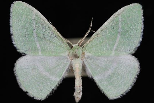 Image of <i>Chlorosea nevadaria</i> Packard 1873